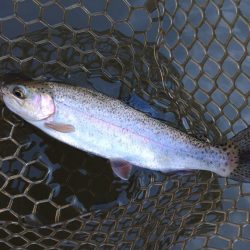 寒波到来！ 大安トラウトレイク